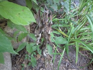 DeadCanadaThFromMVI_2310Edited