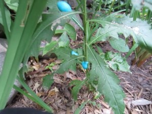 FoamHerbicideCanadaThistle