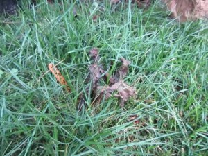 Dead Bull Thistle 8 Day after Foam Herbicide Application