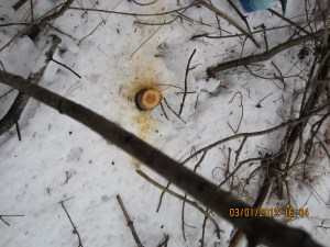 Freshly cut stump of weed tree