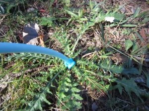 Extension nozzle used to apply foam herbicide to invasive thistle