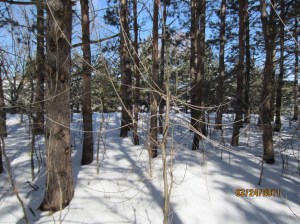 Tall stump with re-sprouts