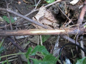 Exposed inner bark on vine