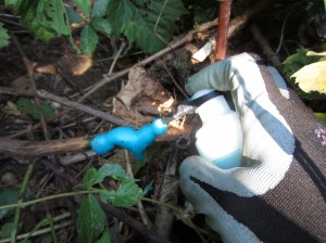 Foam herbicide applied to exposed inner bark