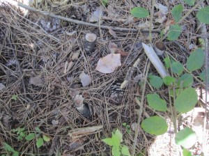 Buckthorn stump with re-sprouts