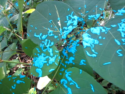 Foam Herbicide Clinging to Knotweed Leaves