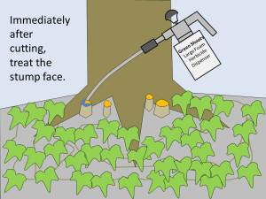 EnglishIvy-ThumbnailLargeDispenser