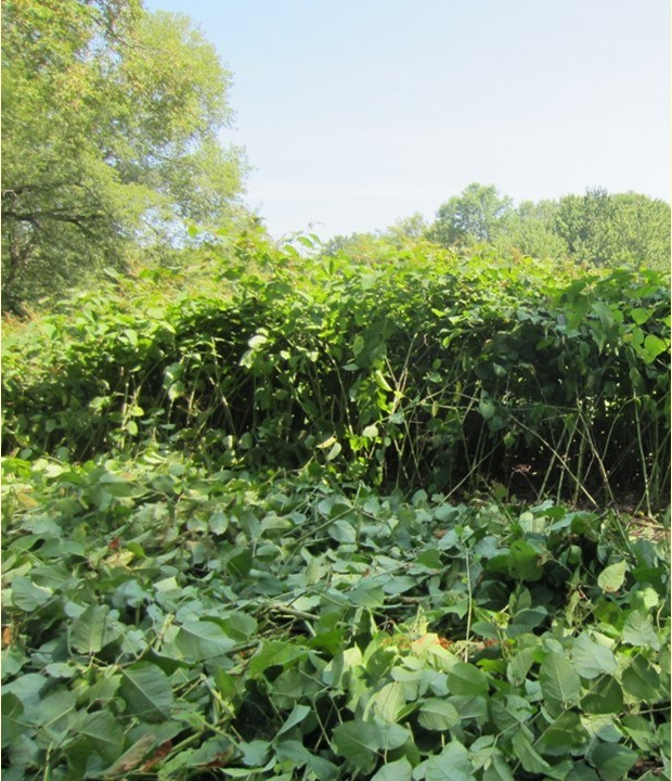 2019-05-09-knotweedStand